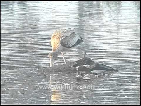 Painted Stork at Keoladeo Ghana National Park