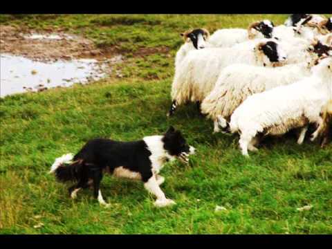 Scotland 2009 Travels  Sheepdogs with Neil Ross  Part III