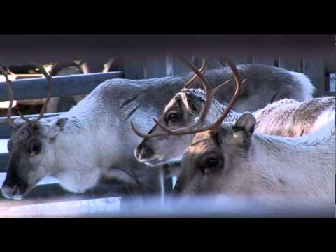 Reindeer in Lapland in Finland - poro - tourism video about Reindeer in Finnish Lapland