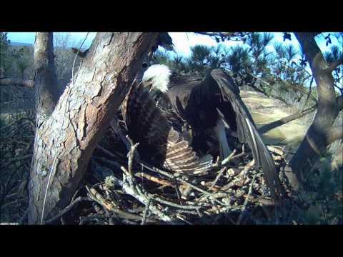 Bald Eagle Attacks Owl for trying to take over nest