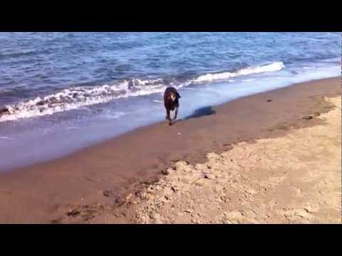 Belle (UPWARD DOG) at the Beach