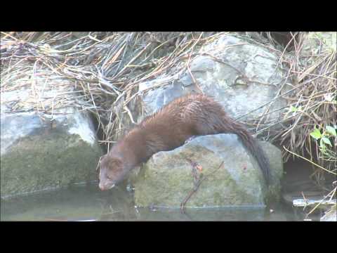 Horse Creek: That Touch of Mink