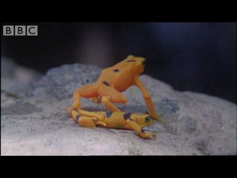 Attenborough: Golden Frog: Fighting & Mating - Life in Cold Blood - BBC wildlife