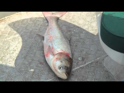 Electric Fish Barrier for Protecting Iowa Lakes