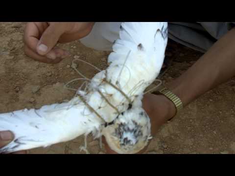 falconeering In The Syrian Desert