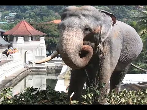 Tooth Temple, Kandy (Sri Lanka) - Travel Guide