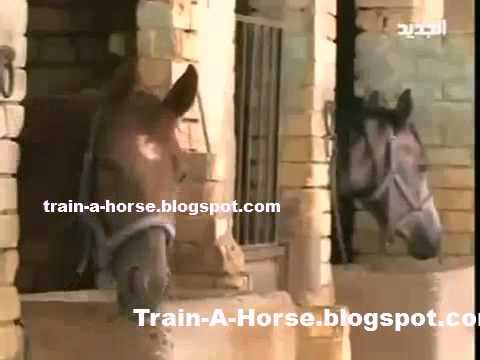 Arabian horses - victims of the Iraq War(1)