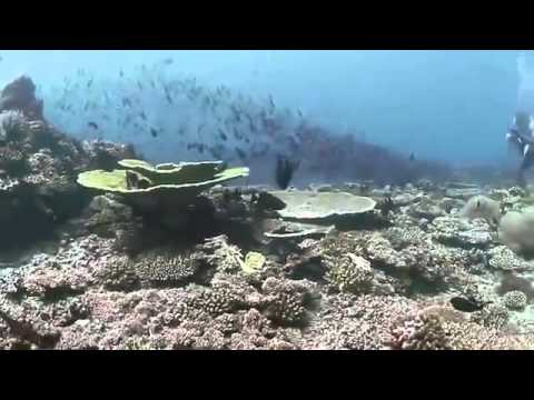 Scuba Diving Timor-Leste: Beautiful HD underwater footage from East Timor