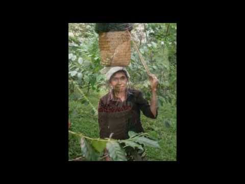 Coffee Production in East Timor