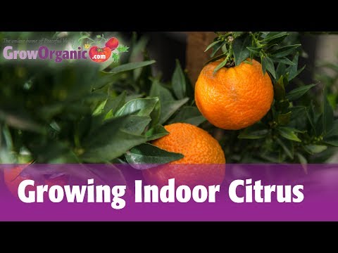 Indoor Citrus