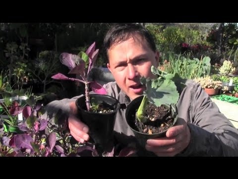 My Favorite Edible Perennial Vegetable You Should Grow in Your Garden