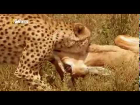 Убийственная скорость саванна /  Speed Kills Savanna 2012 HD