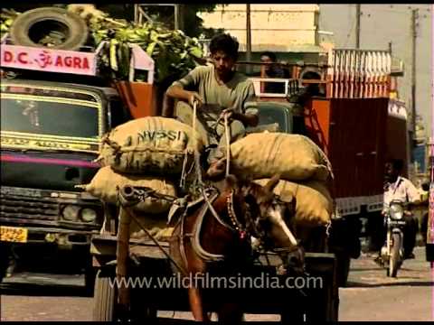 Poor animal can barely walk - Fully loaded Tonga Horse drawn carriage, Agra