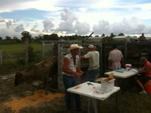 Belize Agricultural Health Authority