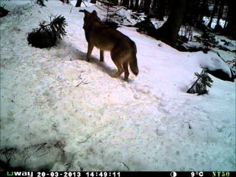 New wolf pair from Menišija plateau, Slovenia