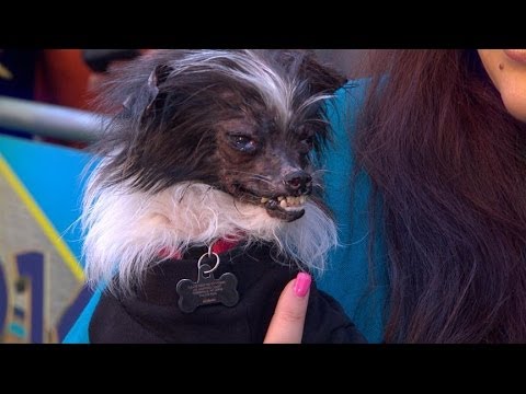 Rescued Dog Wins 26th Annual 'World's Ugliest Dog' Competition