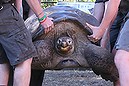 Australian Reptile Park, weighing Hugo the giant Galapagos tortoise .  He?s a hunk of previously weighing 165kg so he?ll be lifted onto a truck by five keepers, then driven ?round the corner to Vets Best, who have industrial scales.  He?ll be taken off the truck by forklift and then coaxed to the scale by his favourite food, sweet potato and carrots. Photo: Peter Rae Tuesday 1 July 2014.