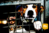 Warnings over deaths of family pets in transit?