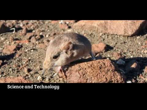 Meet the tiny mouse-like creature with a TRUNK: New species is more closely related to an elephant than a shrew
It may seem hard to believe that such an unusual looking animal has remained hidden for so long.
But scientists have only just discovered a new species of elephant shrew -- or round-eared sengi - in the remote deserts of south western Africa.
While it is the smallest known member of the 19 sengis in the order Macroscelidea, the small creature is in fact genetically more closely related to an elephant than a true shrew.
The Etendeka round-eared sengi, or Macroscelides micus, was discovered by scientists from the California Academy of Sciences. It is the third new species of elephant shrew to be found in the wild in the past decade
The diminutive animal is smaller than other sengi and has rust-coloured fur, a large, hairless gland on the underside of its tail and lacks dark skin pigment, according to the study published in the Journal of Mammalogy.
Its unusual appearance attracted the attention of experts Jack Dumbacher and Galen Rathbun, who noted it looked different from any museum specimens they had encountered.
Genetic analysis showed important differences between this specimen and close relatives. 
Together with experts from the National Museum of Namibia and the Republic of Namibia Ministry of Environment and Tourism, they scoured museums for similar animals and conducted more genetic tests, before confirming that they had found a new species.
\'The differences between this and all other known species are very subtle,\' said Dr Dumbacher.
\'Genetically, Macroscelides micus is very different from other members of the genus and it\'s exciting to think that there are still areas of the world where even the mammal fauna is unknown and waiting to be explored.\'
Elephant shrews are restricted to Africa and despite their small size, are more closely related to elephants, manatees (known as sea cows) and aardvarks than they are to true shrews.
Found in a remote area of Namibia, on the inland edge of the Namib Desert at the base of the Etendeka Plateau, scientists believe this new species went undescribed for so long because of the challenges of doing scientific research in such an isolated area. 
Yet it is precisely this isolation and the unique environmental conditions in the region that have given rise to this and other endemic animals. 
\'With only about a dozen new species of mammal discovered in the wild each year, it is amazing that the Academy has been involved in describing three new sengis in the last decade,\' said Dr Rathbun Research Associate. 
\'There are new and exciting insights into biodiversity awaiting discovery, even in a group as familiar as mammals.\'


Meet,tiny,mouse,like,creature,TRUNK,New,species,closely,related,elephant,shrewnewly,discovered animals, newly discovered animals 2014, new discovered animals, newly discovered species of animals, newest animals discovered, list of newly discovered animals, animals discovered, pictures of newly discovered animals, new species of animals discovered, new discovered species of animals, newly discovered animals 2015, new animals discovered in 2014, newest species of animals discovered