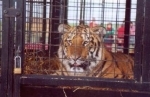 Caged tiger at the circus