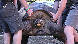 Australian Reptile Park, weighing Hugo the giant Galapagos tortoise .  He?s a hunk of previously weighing 165kg so he?ll be lifted onto a truck by five keepers, then driven ?round the corner to Vets Best, who have industrial scales.  He?ll be taken off the truck by forklift and then coaxed to the scale by his favourite food, sweet potato and carrots. Photo: Peter Rae Tuesday 1 July 2014.