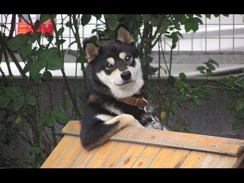 Funny Cats and Dogs Acting Like Humans Compilation 2014 [NEW HD]