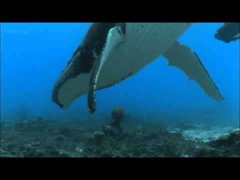 Humpback Whales - BBC documentary excerpt