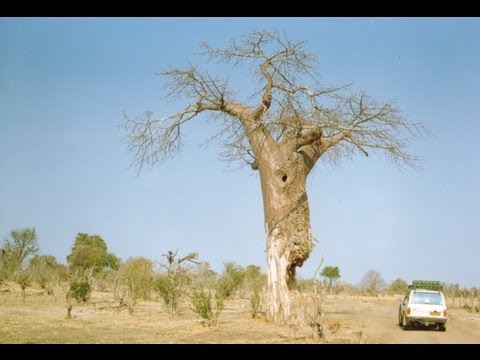 Makuti to Mana Pools, Zimbabwe. Travel guide.