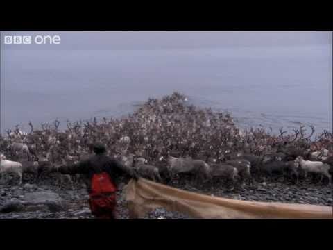 3,000 Arctic Reindeer Face a Mighty Water Crossing - Human Planet: Arctic, preview - BBC One