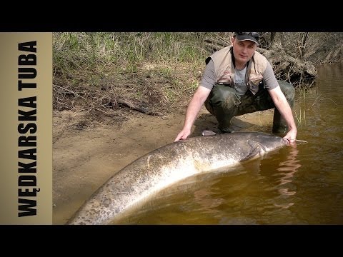 Wędkarstwo | Hol suma 2,05m z brzegu, Wisła - Toruń