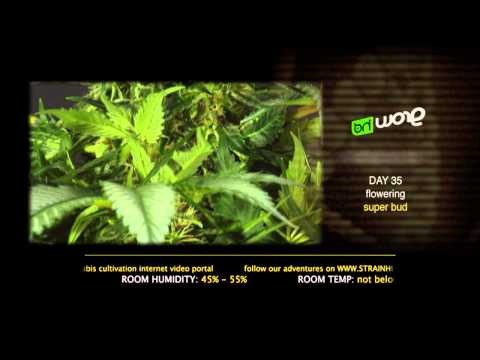 Super Bud - Green House Grow Sessions