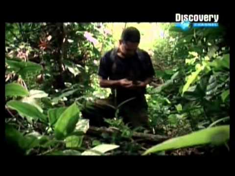 Fuga de las FARC Documental