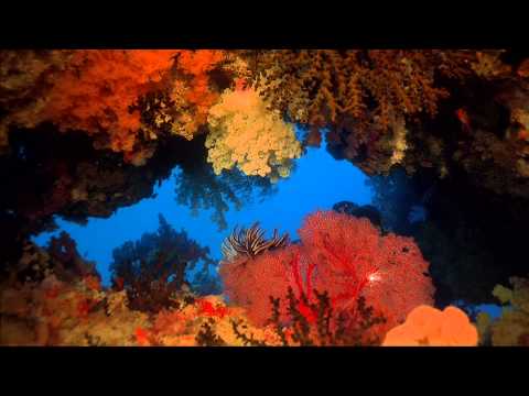 Coral Reef Adventure FullHD 1080 **Watch in 3D**