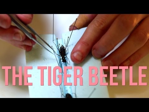 The Tiger Beetle