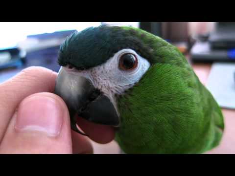 Georgie the Hahn's Macaw Chatting Away