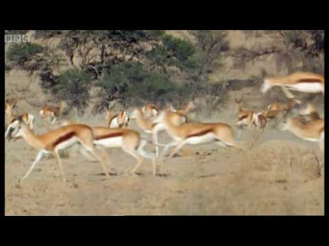 Springboks antelopes vs cheetahs - Wild Africa - BBC