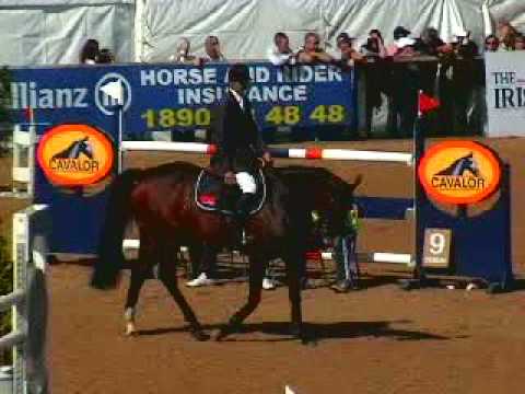 ARDNEHUE DIAMOND CRUISER www.abcsporthorses.com