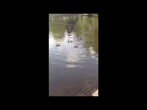 Baby ducks at Sefton Park Liverpool