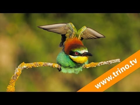 Digiscoping, fotografiar con telescopio. Curso fotografía de aves #7