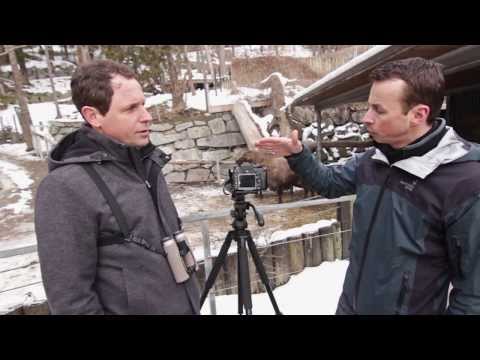 Video Tutorial Introduction to Digiscoping SWAROVSKI OPTIK