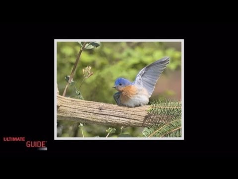 Photography Tips: Nature & Wildlife - Proper Fill Flash Usage