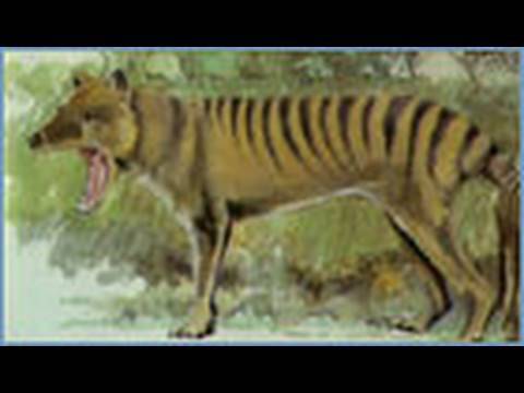 Animal X Natural Mystery Unit - The Mystery of the Thylacine