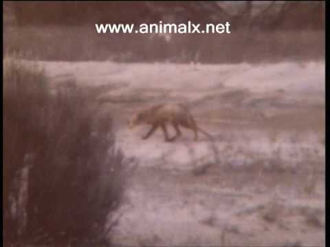 Animal X - Part 1 Thylacine - Animal X Classic Series 1 | Storyteller Media