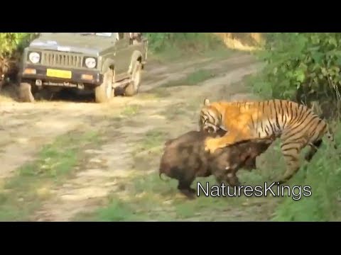 Tiger Attacks Wild Boar - Intense [HD]