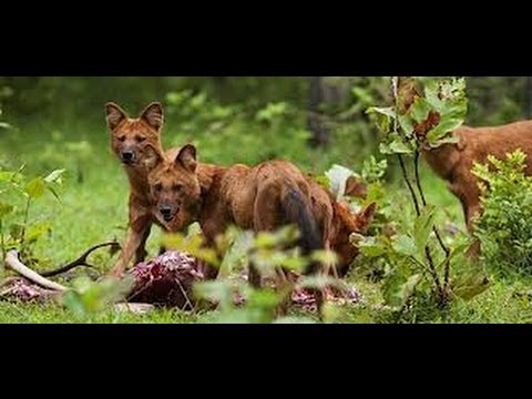 Wild Dog Packs of the Indian Forrest (Full Documentary)