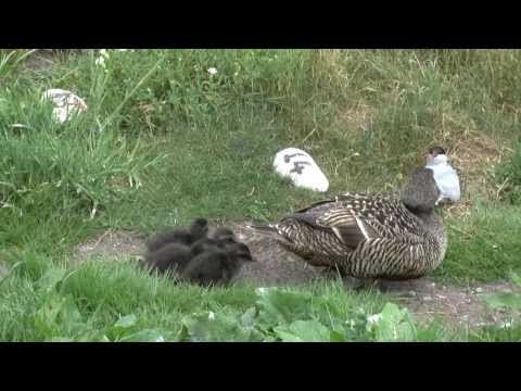 Winnie the eider Duck - the Farne Islands' longest-term resident