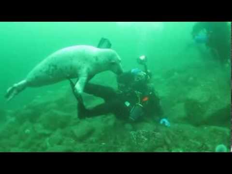 Seal playing with diver at Farne Isands, Uk