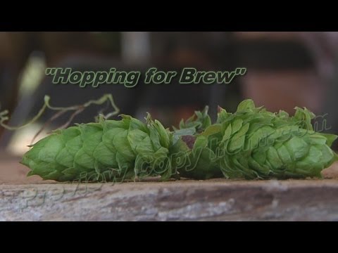 Growing & harvesting hops for craft beer brewing - Hopping for Brew