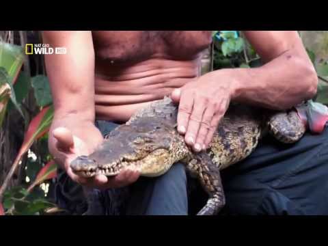 Nile Crocodiles   Documentary on the Deadly Crocodiles of the Nile River (Full Documentary)