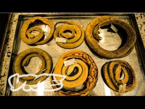 Snake Island (Full Length Documentary)